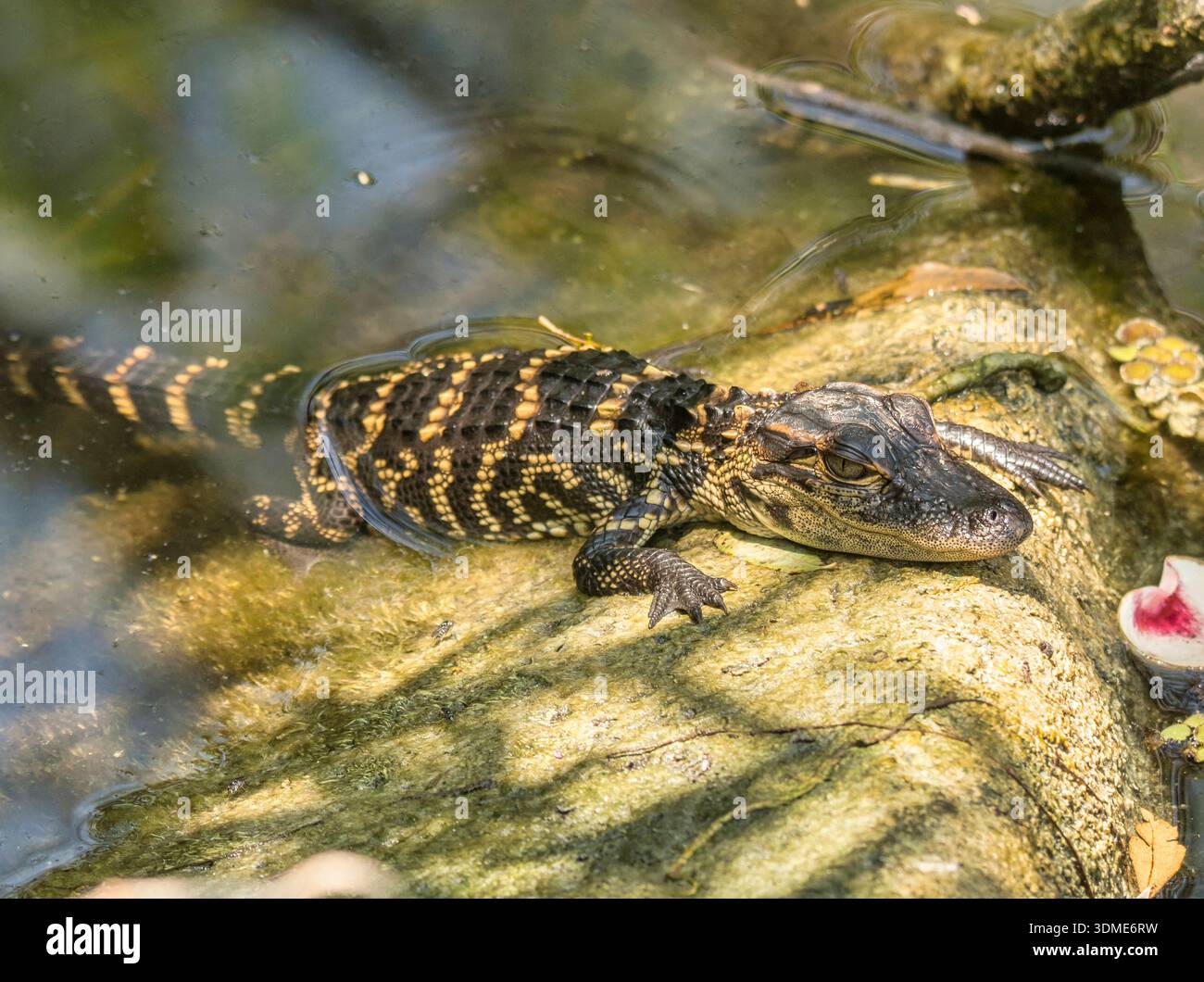 Un d'un groupe de bébés alligators vus dans un marais de Floride, la mère étant à proximité et prête à répondre si les bébés font un appel de détresse. Banque D'Images