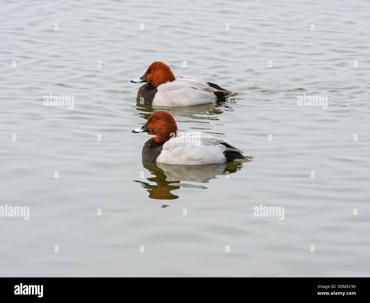 Pochard commun Aythya ferina dans une piscine, Welney Wetland Centre, Wildfowl and Wetlands Trust Reserve, Norfolk, Angleterre, Royaume-Uni, février 2025 Banque D'Images