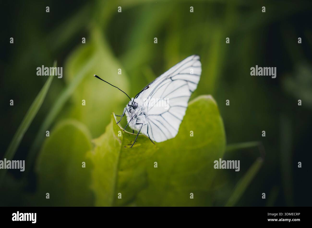 Arbre papillon blanc sur une feuille de pissenlit Banque D'Images