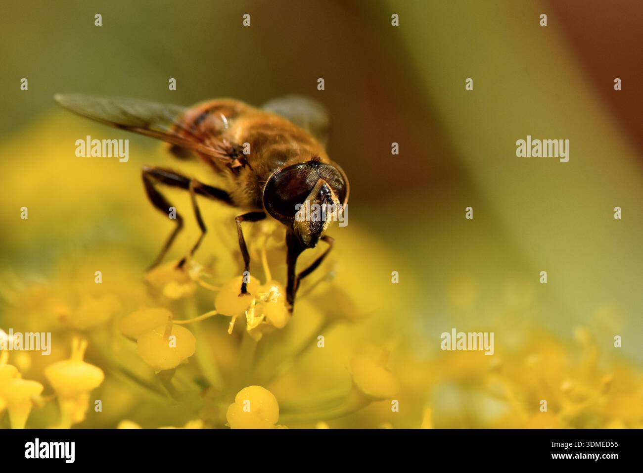 Profil macro d'une mouche de drone (Eristalis sp.) Recherche de fleurs sauvages jaunes dans une prairie ensoleillée de Chypre. Banque D'Images