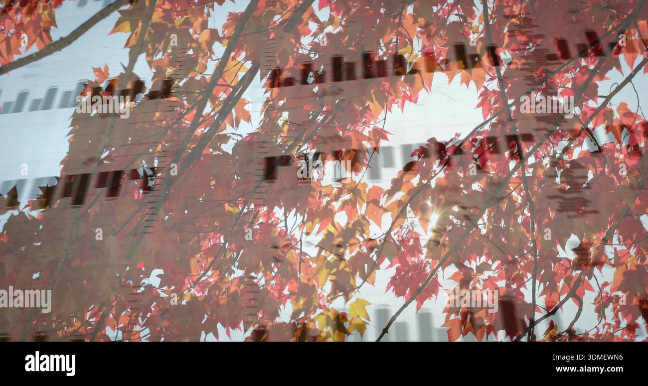 Afficher des branches avec des feuilles colorées remplissant le cadre au bord de la rue, réfléchissant les fenêtres et les fils Banque D'Images