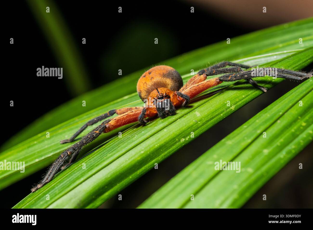 Araignée chasseuse (famille des Sparassidae), également connue sous le nom d'araignées géantes de crabe, Équateur Banque D'Images