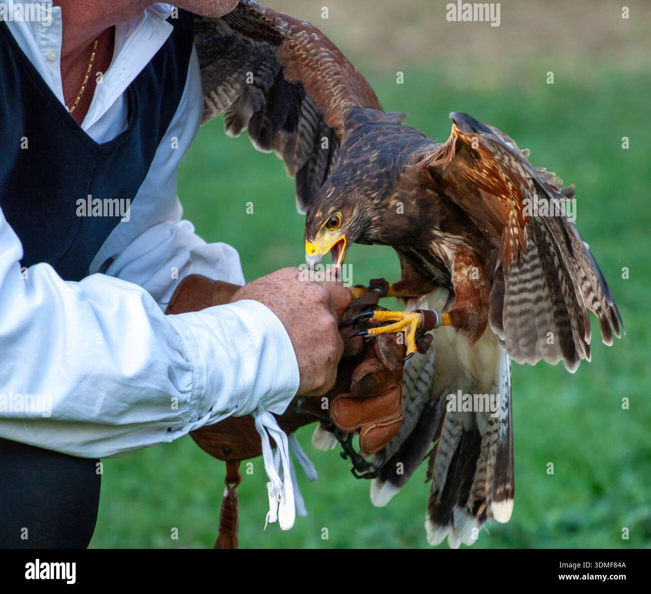 Falconer tenant faucon se nourrissant sur une main gantée Banque D'Images