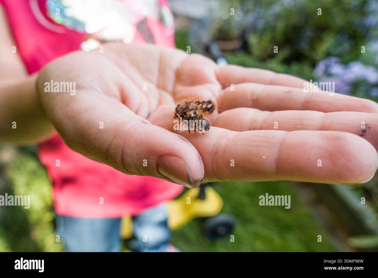 Chenille d'une chouette de mer (Acronicta rumicis) sur la main d'un enfant Banque D'Images