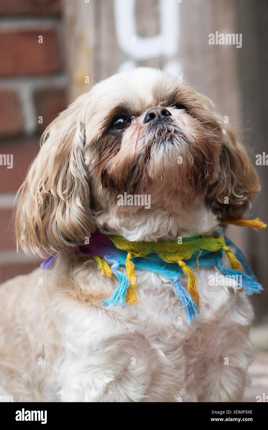 Shih Tzu avec col hippie Banque D'Images