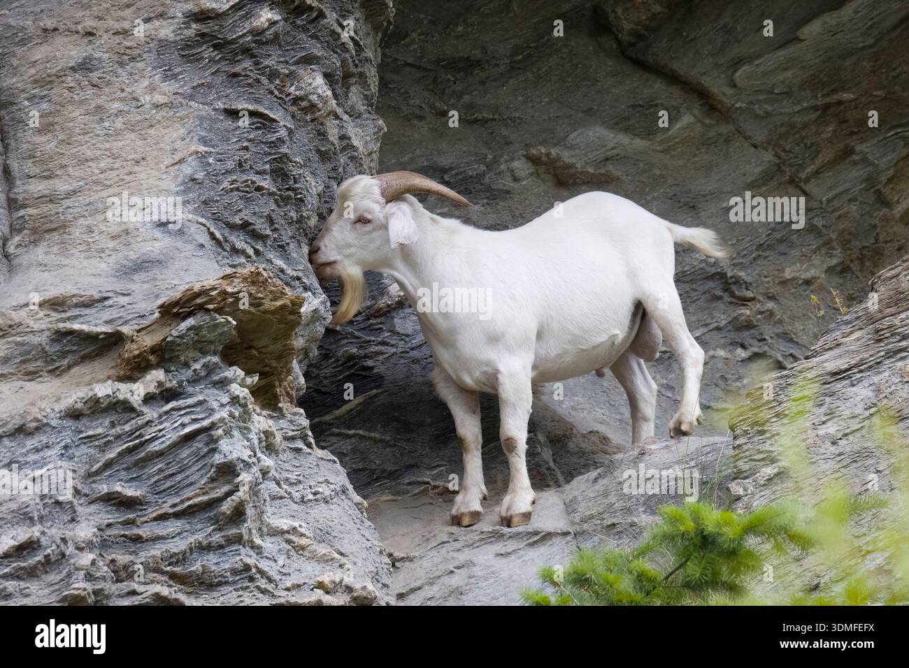 White Feral chèvre léchant des roches pour les minéraux sur l'île du Sud en Nouvelle-Zélande Banque D'Images