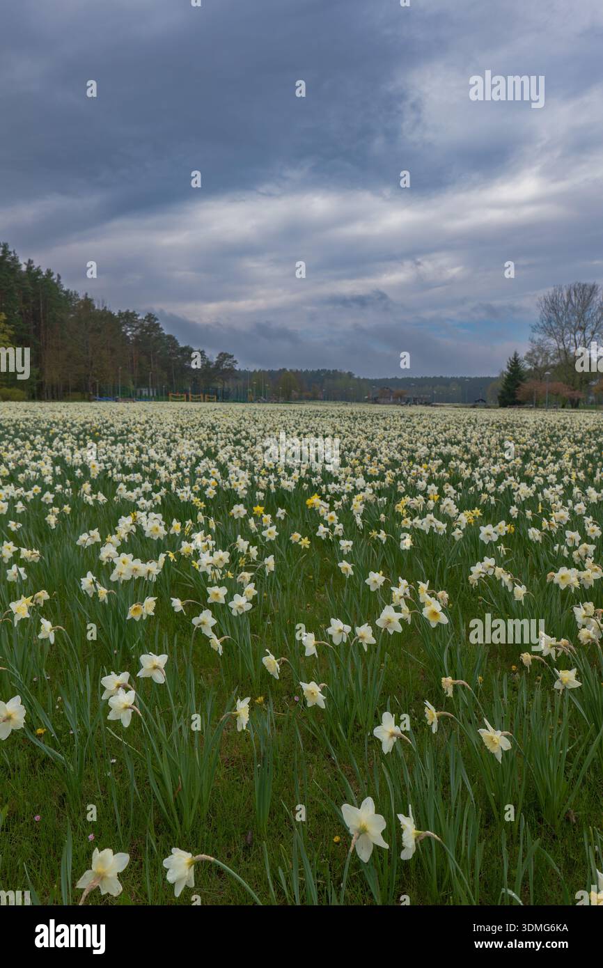 Les jonquilles jaunes pâles et blanches s'étendent jusqu'à une forêt de pins près de Druskininkai, en Lituanie. La vue au niveau du sol montre la profondeur de champ profonde, les nuages sombres et D. Banque D'Images