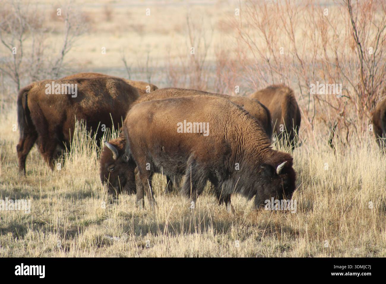 Pâturage de bisons dans la zone de conservation des Prairies Banque D'Images