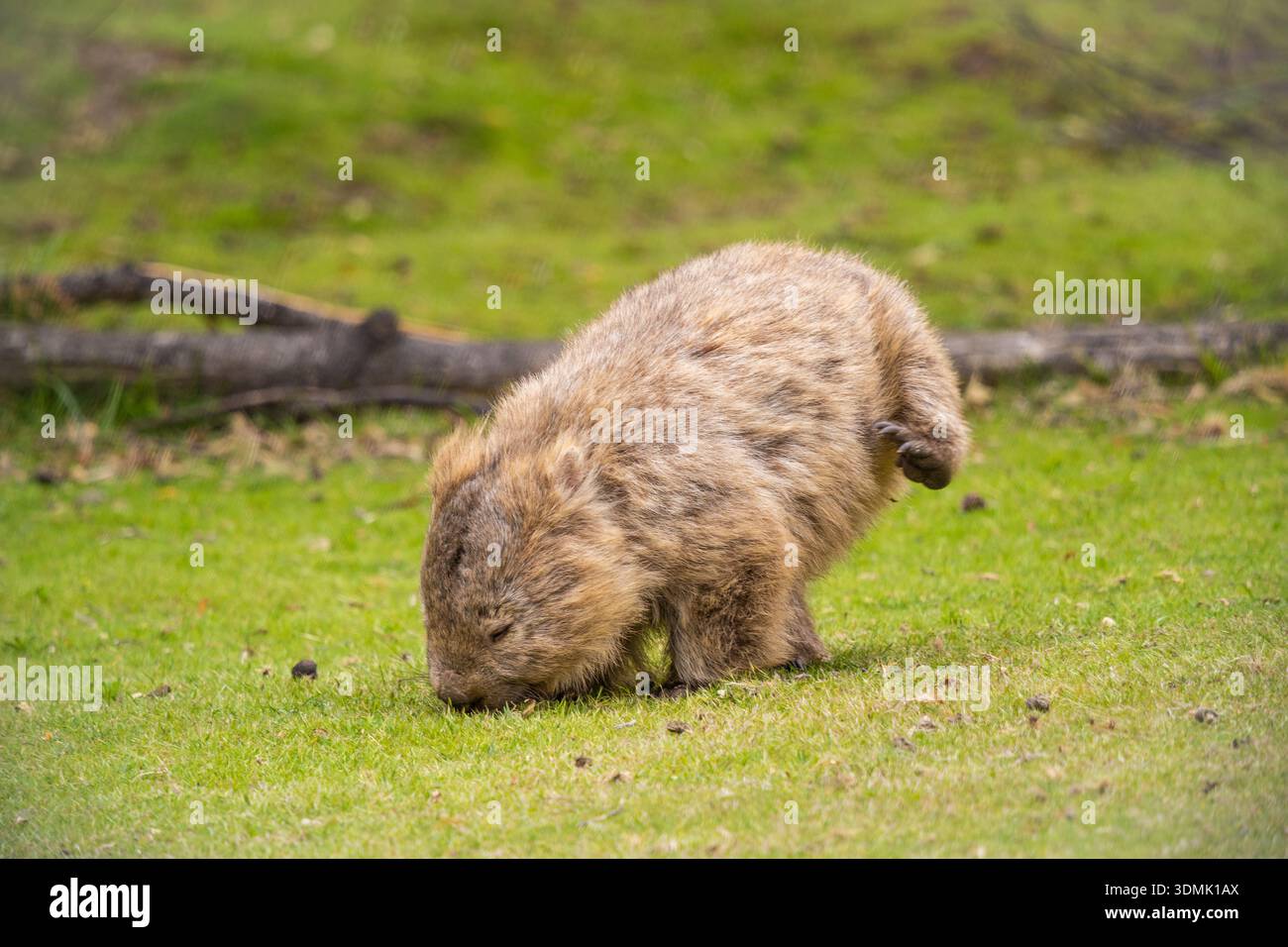 Un Wombat tente de prendre un stand en mangeant en Tasmanie, Australie Banque D'Images