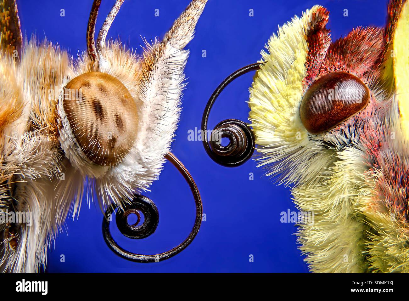 ULTRA GROS PLAN - LES PAPILLONS PEINTS ET LES PAPILLONS PEINTS SE RENCONTRENT FACE À FACE - UNE PILE DE MISE AU POINT DE 200 IMAGES DONNANT DES DÉTAILS EXTRÊMES SUR LES YEUX COMPOSÉS ETC Banque D'Images