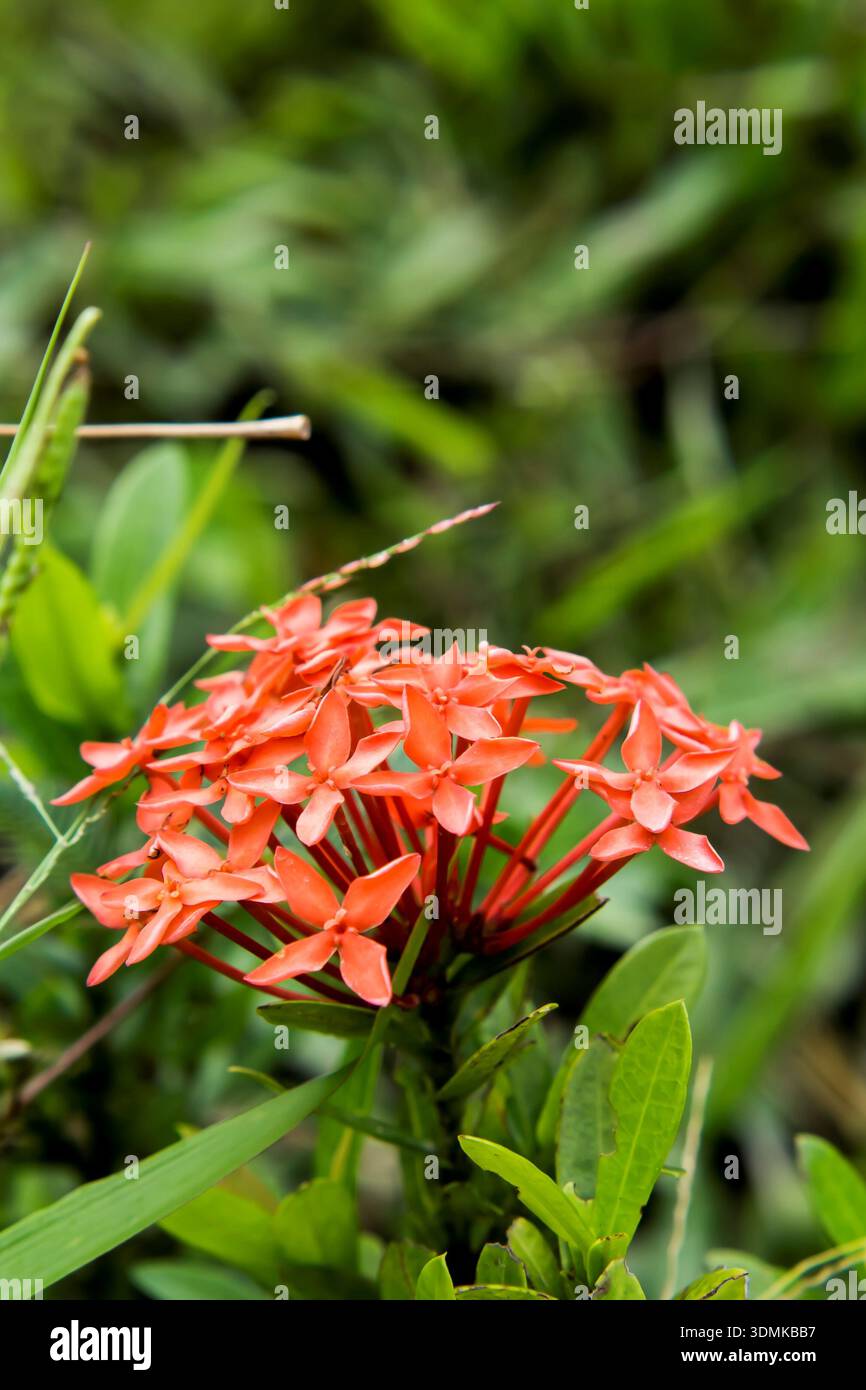 Gros plan d'un groupe de petites fleurs Ixora rouge vif (Jungle Flame) mettant en valeur leur structure à quatre pétales contre un vent naturel doux Banque D'Images