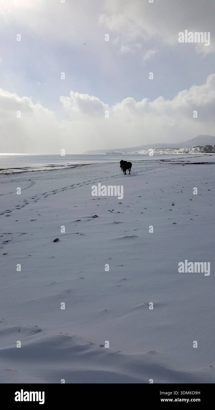 Une scène hivernale pittoresque d'une baie enneigée sur les îles Kouriles, avec des chevaux se promenant librement le long du rivage glacé. Banque D'Images
