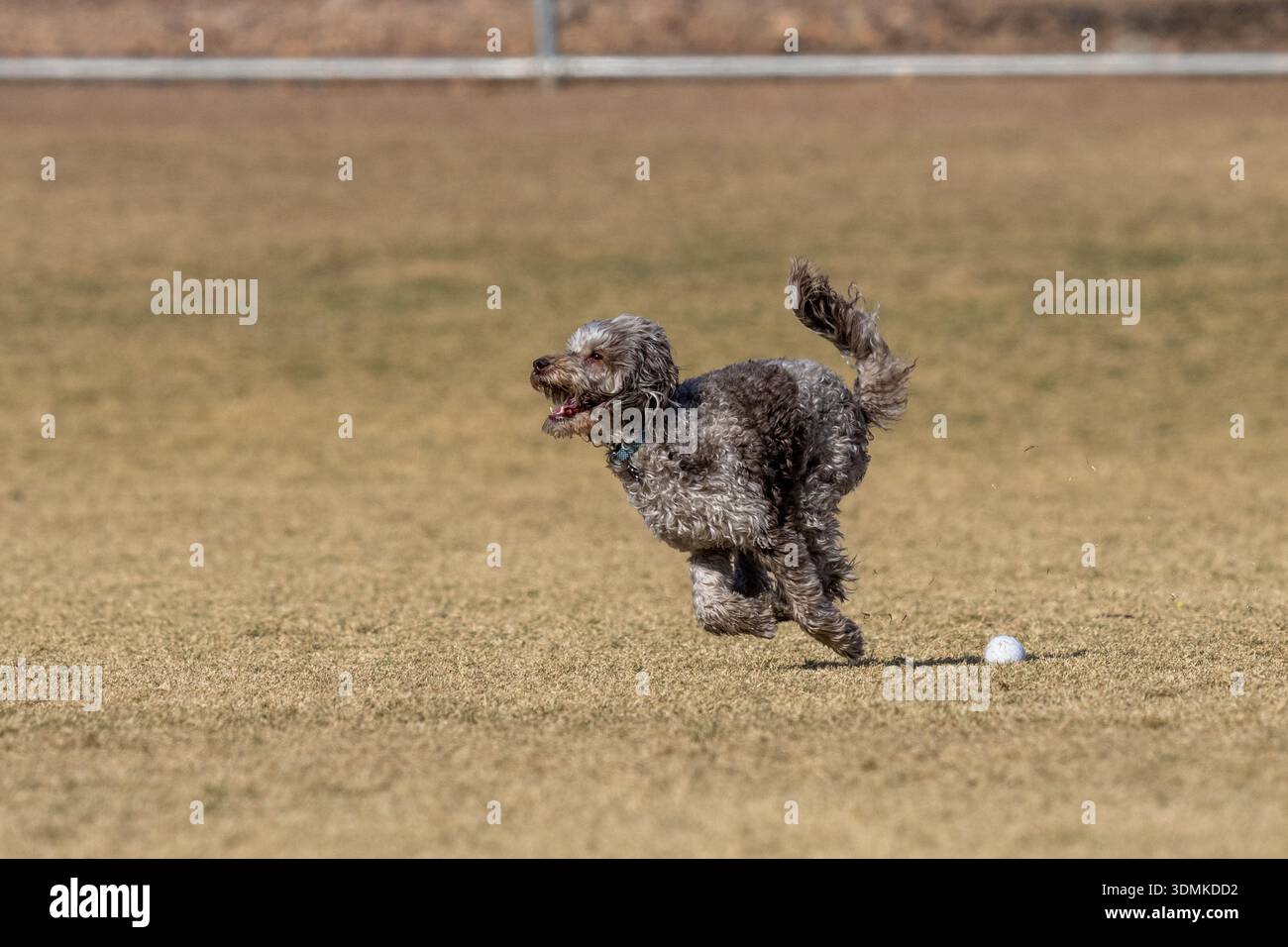 Caniche mélange chien courir dans l'herbe sèche au parc jouant Banque D'Images