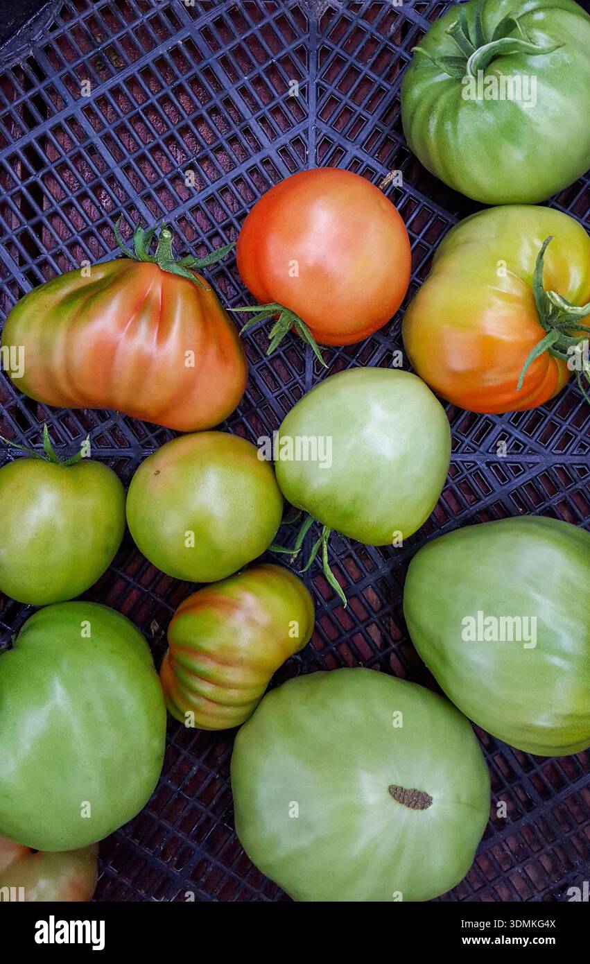 La photographie montre une caisse remplie de grandes tomates vertes, roses et rouges fraîchement récoltées dans une serre domestique, reposant sur un Banque D'Images