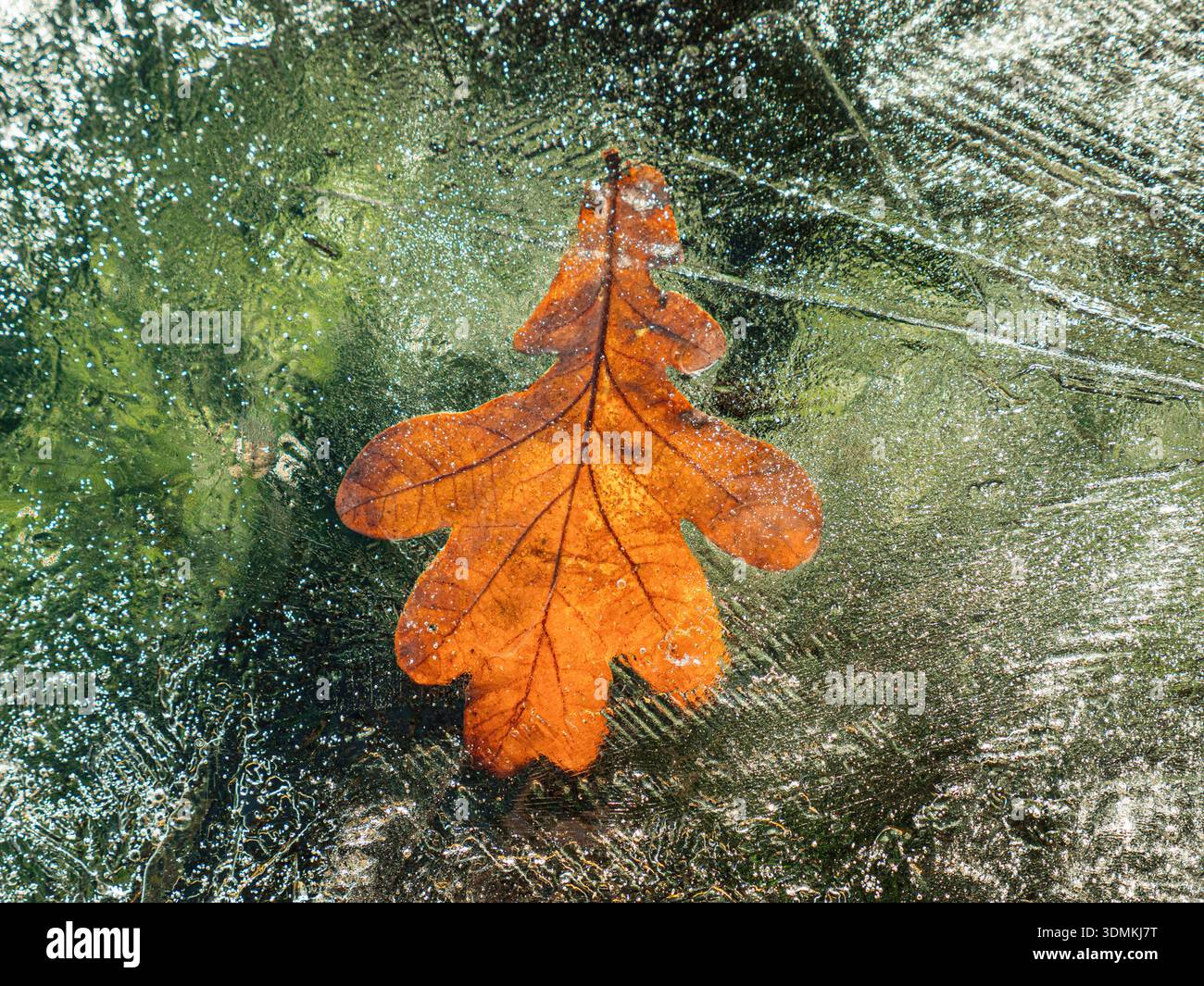 Feuille de chêne piégée dans la glace sur le toit en verre de la serre, rétro-éclairé par le soleil d'hiver. Saisons jardin geler nature beauté jardin froid. Concept de fin d'années . Banque D'Images