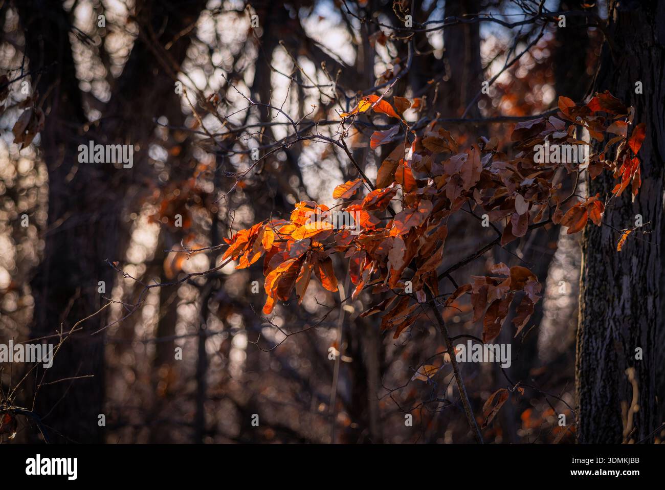 Feuilles d'automne teintées d'orange et de brun attrapant la lumière chaude du soleil sur les branches d'arbres dans une forêt tranquille à la fin de l'automne. Banque D'Images