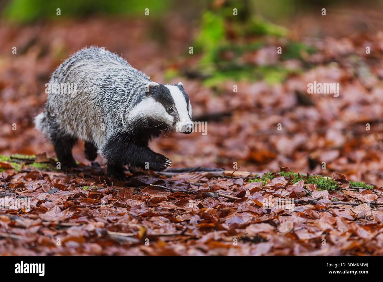 Un blaireau européen (Meles meles) couvre une litière pluvieuse sombre dans une clairière forestière, son visage rayé pointu contre le sol flou de la forêt Banque D'Images