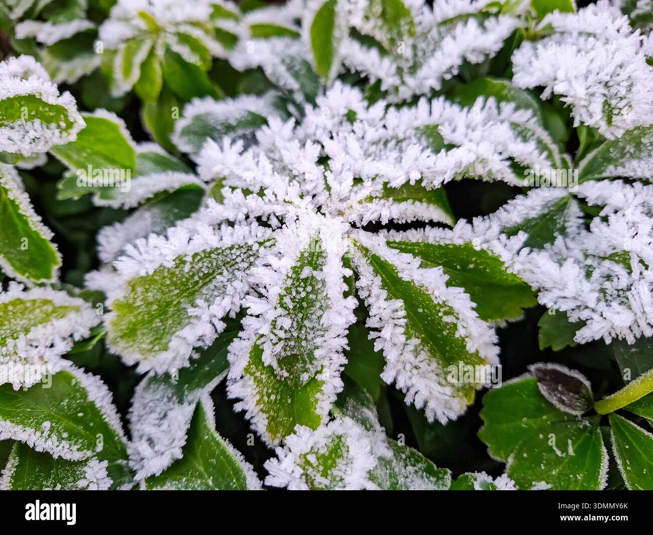 Gros plan de cristaux de glace sur les bords des feuilles. Banque D'Images