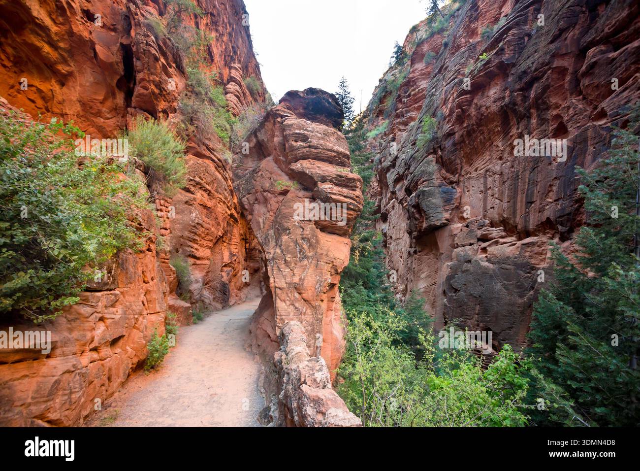 De hautes falaises de grès le long du West Rim Trail jusqu'à Angels Landing dans le parc national de Zion, Utah Banque D'Images