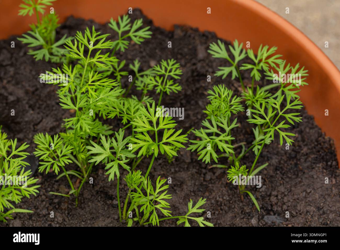 Plants de carotte poussant en pot. Conteneur jardin, jardinage et concept d'aliments biologiques. Banque D'Images