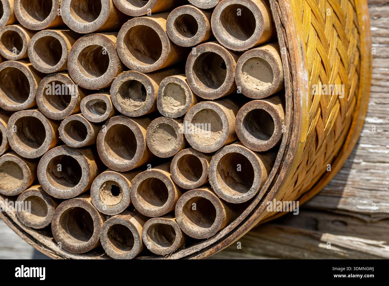 Maison d'abeilles Mason suspendue à l'extérieur. La conservation des insectes et de la nature, la préservation de l'habitat et le concept de jardin de fleurs dans la cour arrière Banque D'Images