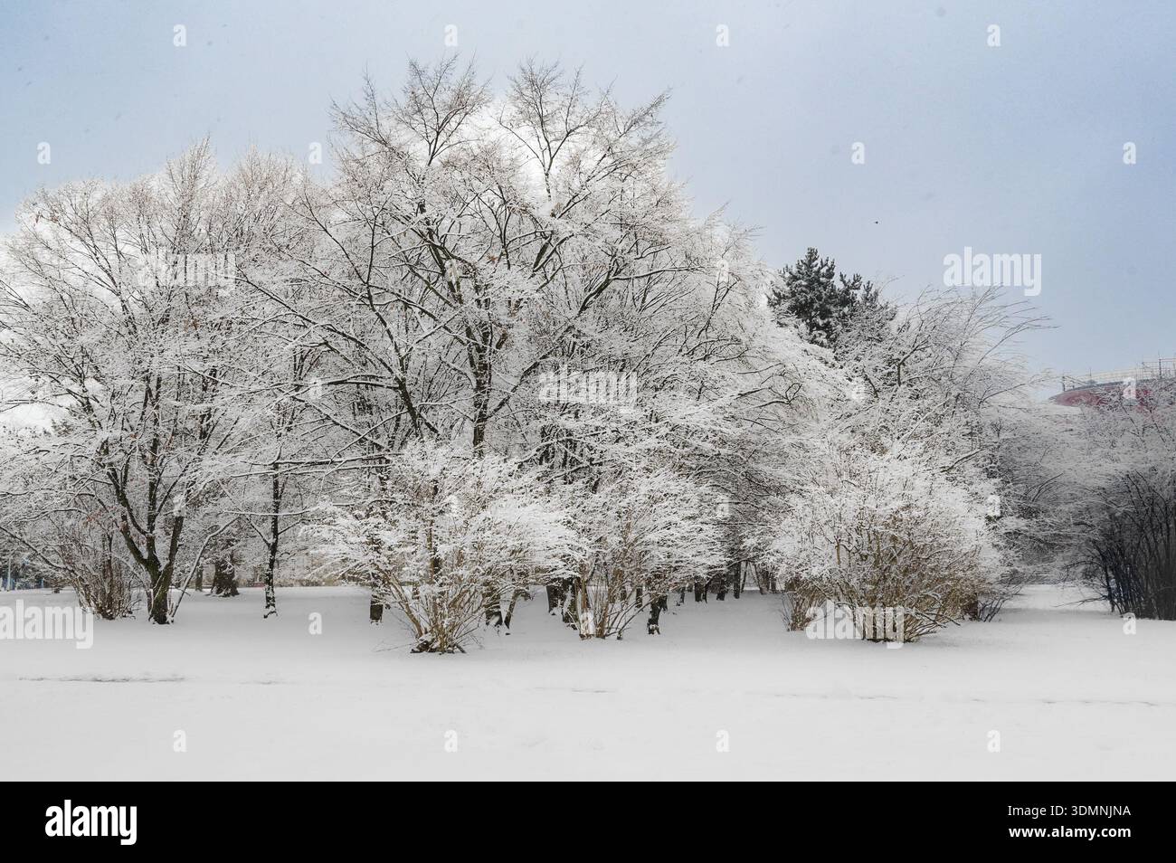 Paysage d'hiver avec des arbres couverts de hoarfrost dans le parc de la ville Banque D'Images