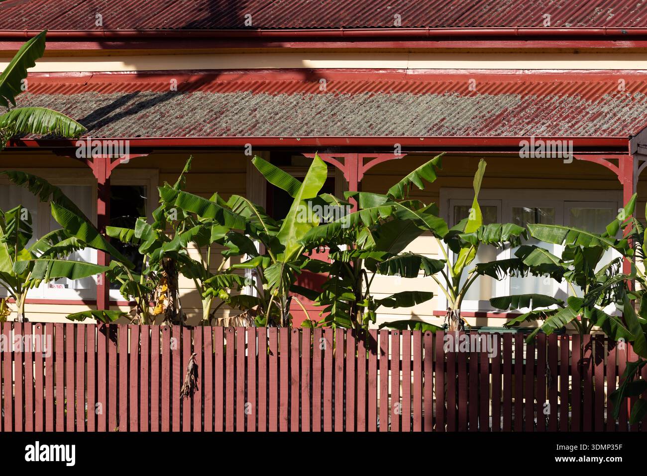 Les bananiers poussent derrière une clôture en bois devant une maison en tôle ondulée à Thames, en Nouvelle-Zélande. Banque D'Images