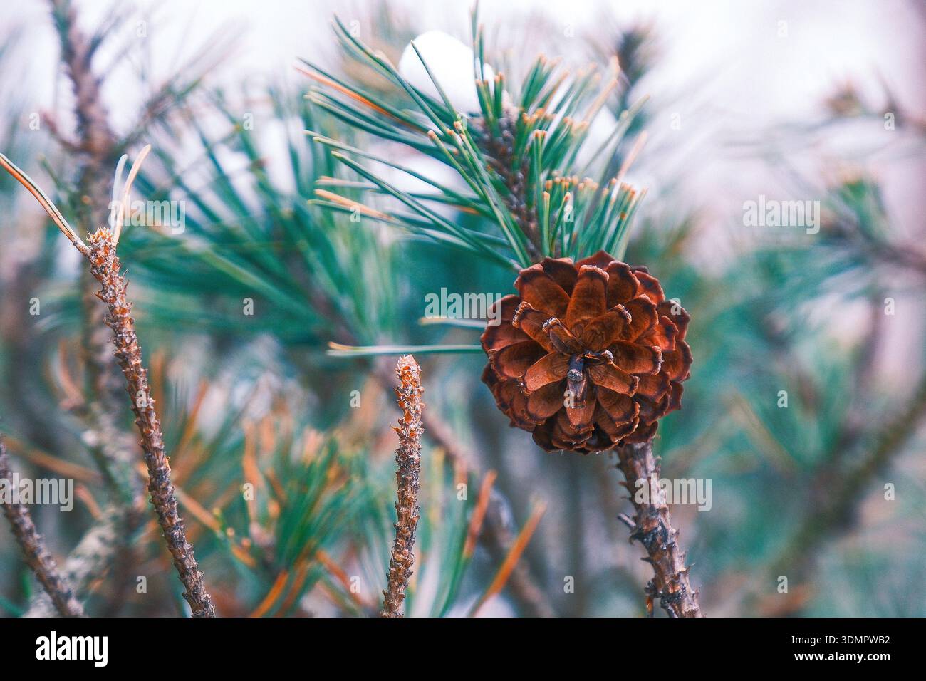 Plnat d'hiver sur la brosse dans la froideur. Banque D'Images