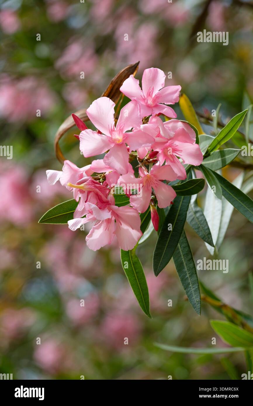 Nerium Oleander, laurier rose, feuilles gris-vert en forme de lance. grappes terminales de fleurs roses, blanches ou rouges en forme de saumons Banque D'Images