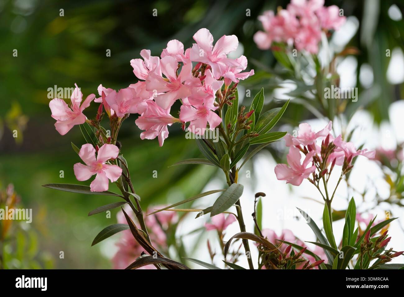 Nerium Oleander, laurier rose, feuilles gris-vert en forme de lance. grappes terminales de fleurs roses, blanches ou rouges en forme de saumons Banque D'Images