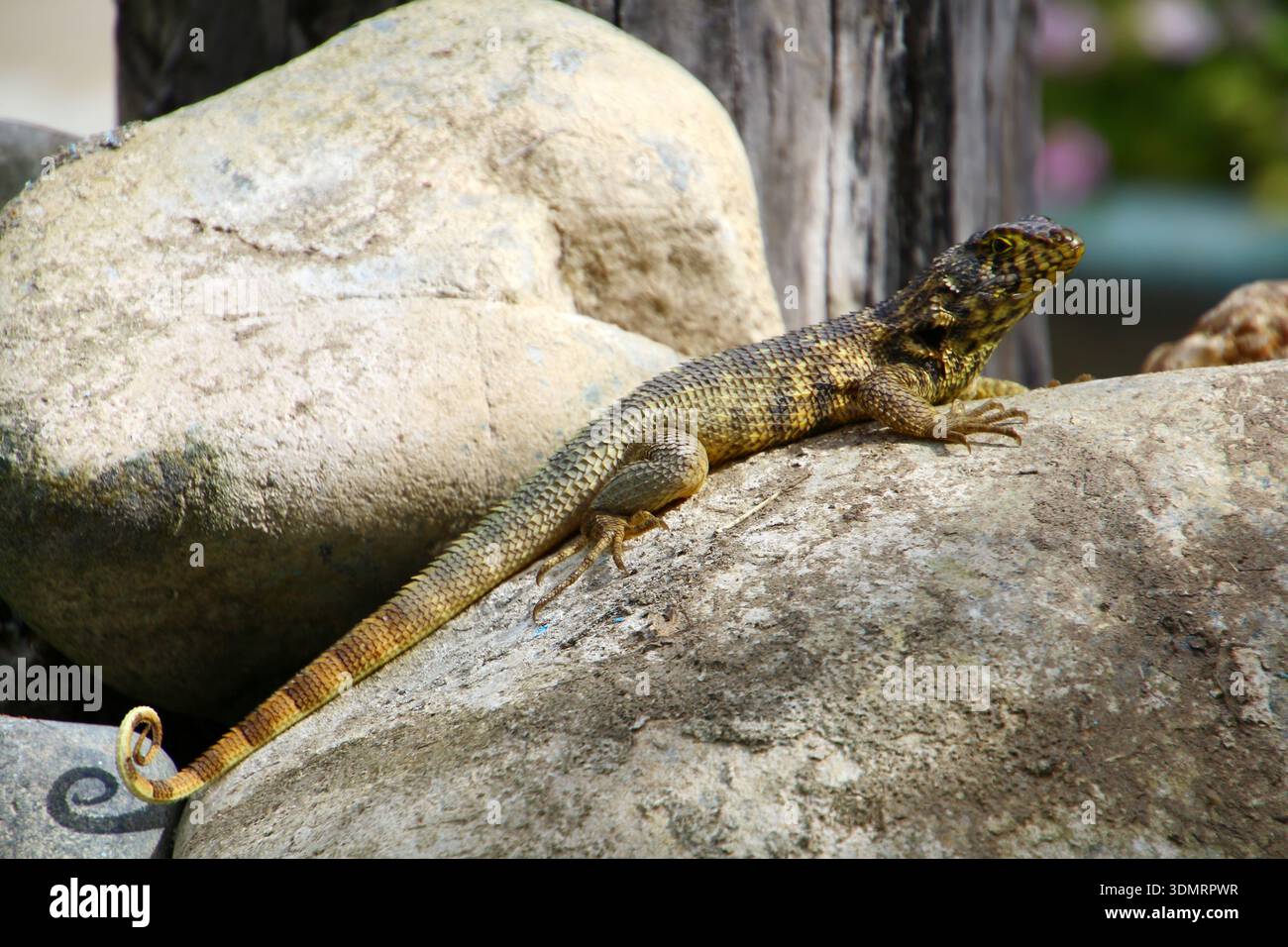 Lézard à queue caillée du nord, soleil sur une pierre Banque D'Images