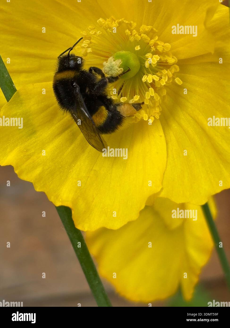 Marigold japonais (Kerria japonica) avec une abeille de Bumble (Bombus) en gros plan Chard Somerset Angleterre royaume-uni. Mai printemps 2025 - Image de stock capturée avec un smartphone