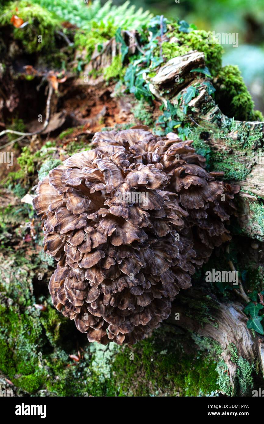 Poule des bois Grifola frondosa sur souche de hêtre en décomposition Anderwood Inclosure New Forest National Park Hampshire Angleterre Royaume-Uni Banque D'Images