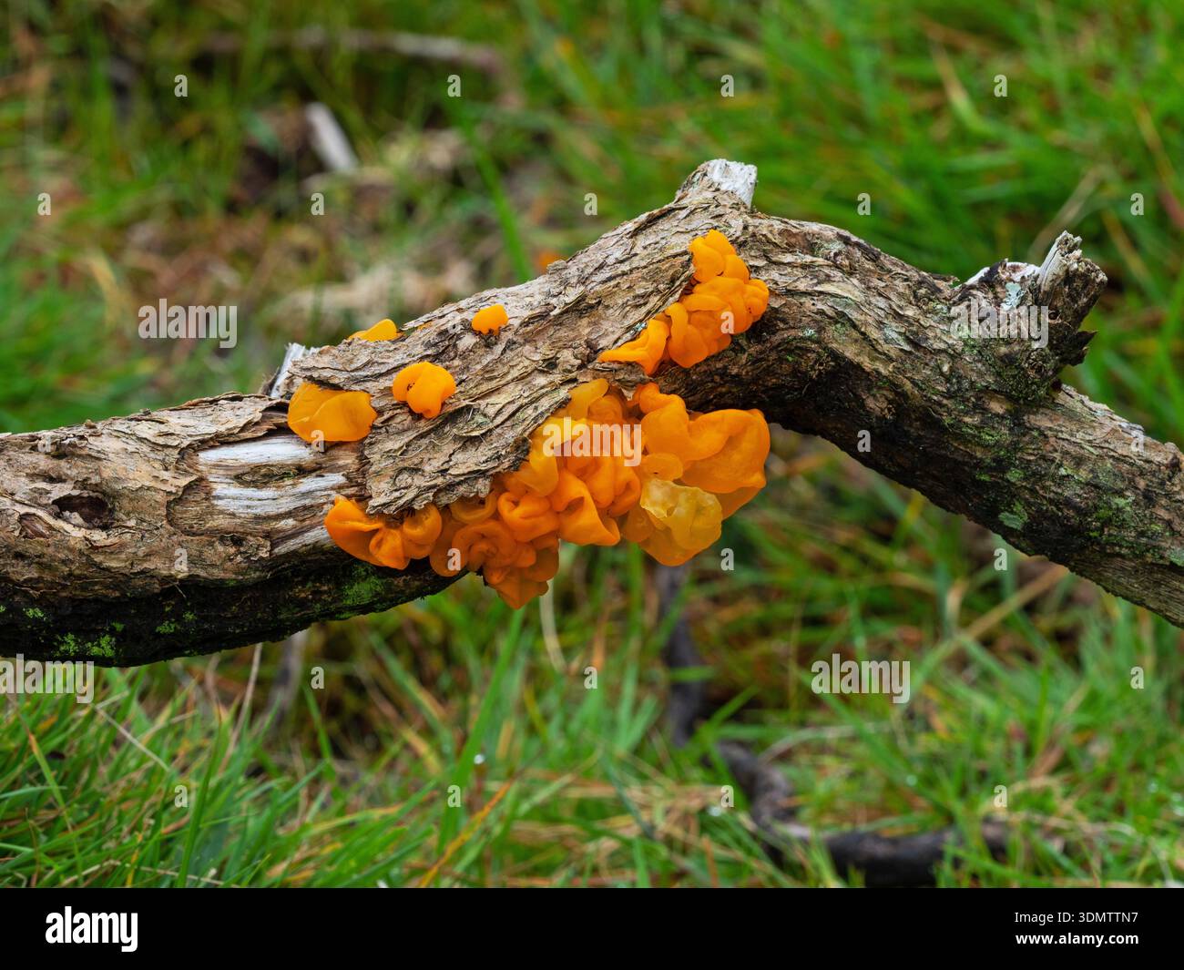 Cerveau jaune Tremella mesenterica poussant sur Dead Gorse, près de Two Bridges, West Dart Valley, Dartmoor National Park, Devon, Angleterre, Royaume-Uni, octobre 2020 Banque D'Images