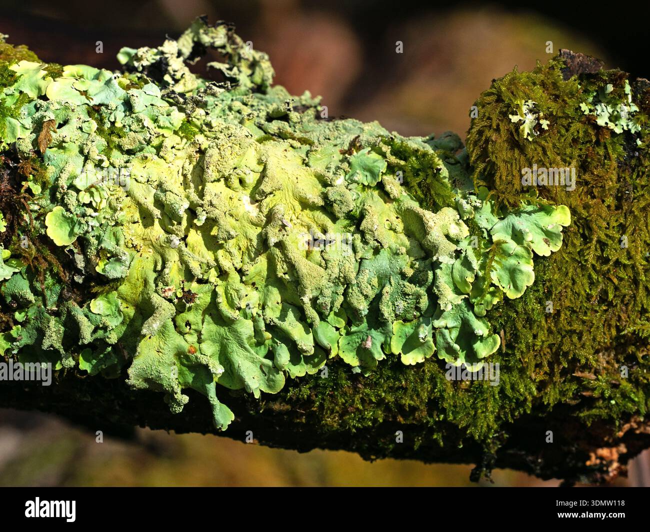 Lichen à bouclier vert commun Flavoparmelia caperata poussant sur le hêtre Fagus sylvatica, Millyford, New Forest National Park, Hampshire, Angleterre, Royaume-Uni, Marc Banque D'Images