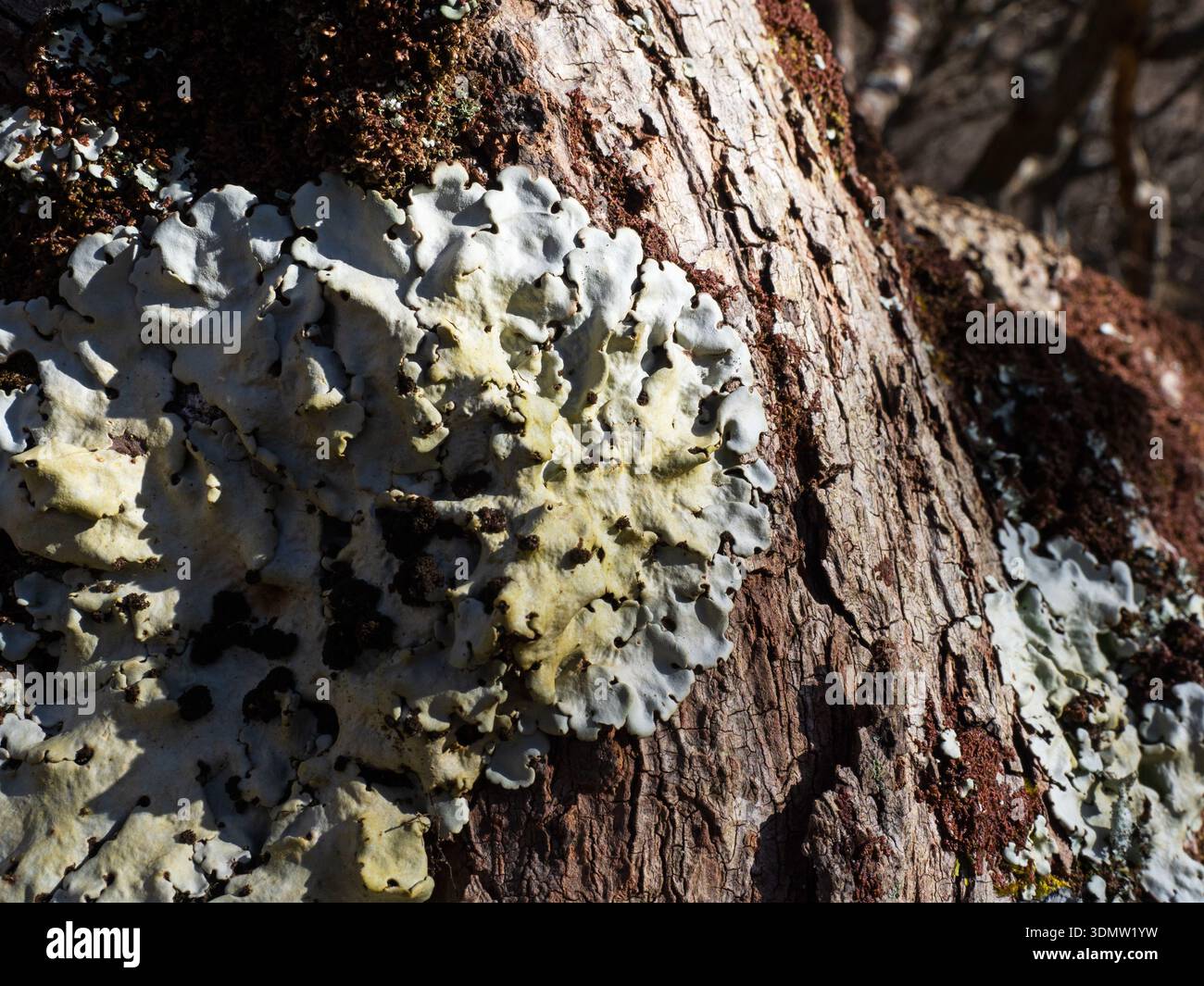 Lichen vert commun Flavoparmelia caperata poussant sur écorce de chêne, bois de chêne atlantique à côté de Loch na Keal, île de Mull, Argyll et Bute, Scotla Banque D'Images