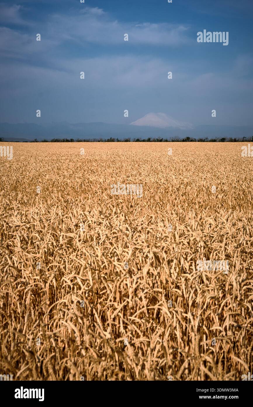 Champ de blé doré sous le ciel bleu d'été Banque D'Images