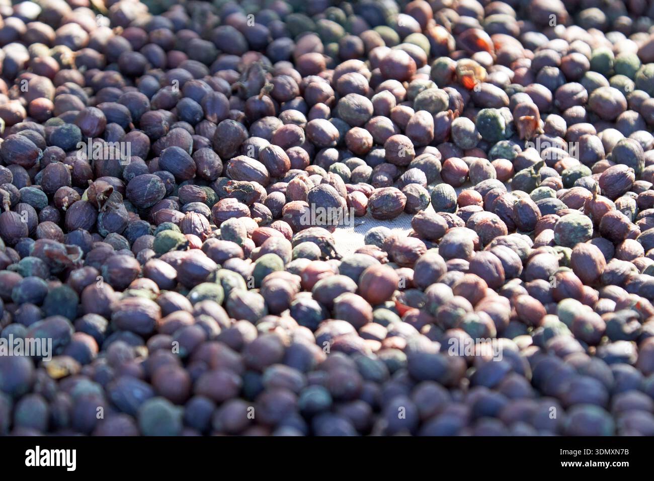 grains de café arabica séchant sur un rack arucas, gran canaria, îles canaries, espagne Banque D'Images
