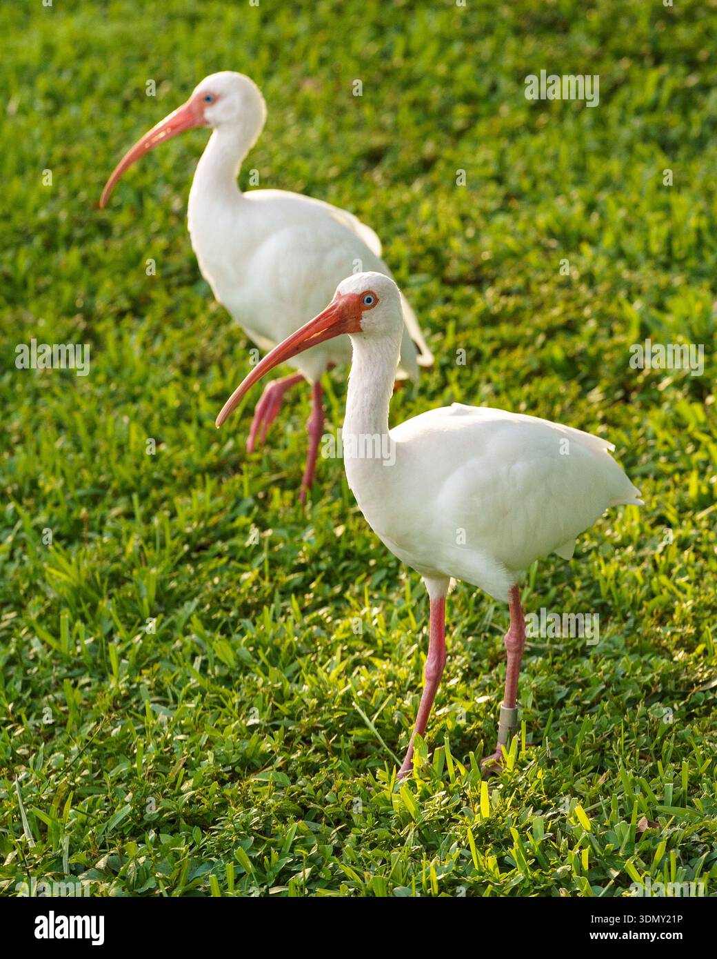 American White Ibis Birds marchant sur une pelouse verdoyante à Lake Worth Beach, Floride. Idéal pour la nature, l'écologie et les projets environnementaux. Banque D'Images