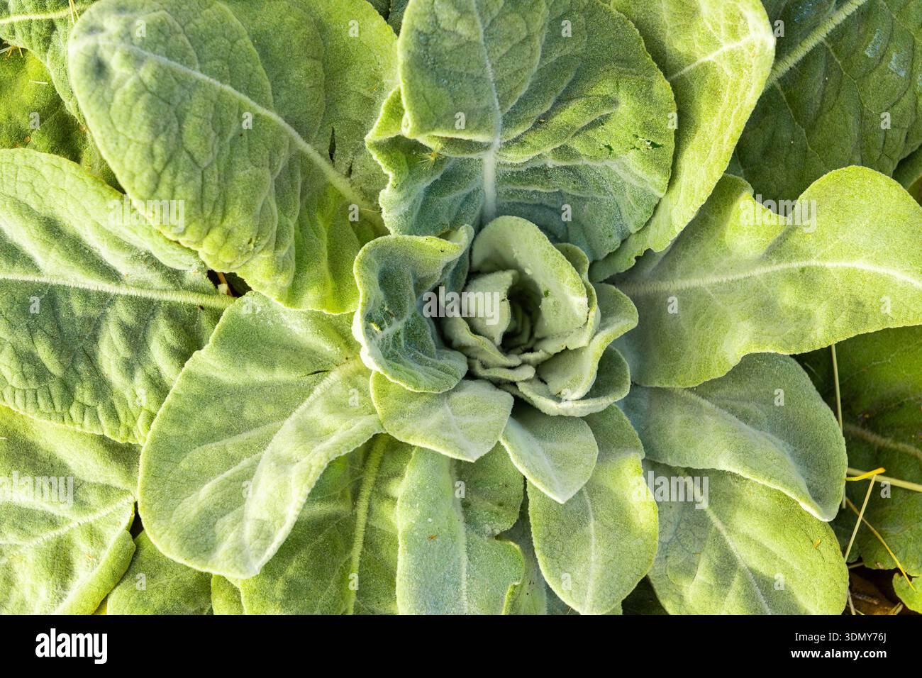 Vue rapprochée du grand molène Verbascum thapsus montrant ses feuilles vertes éclatantes et floues formant une rosette, mettant en valeur la croissance printanière fraîche en natur Banque D'Images