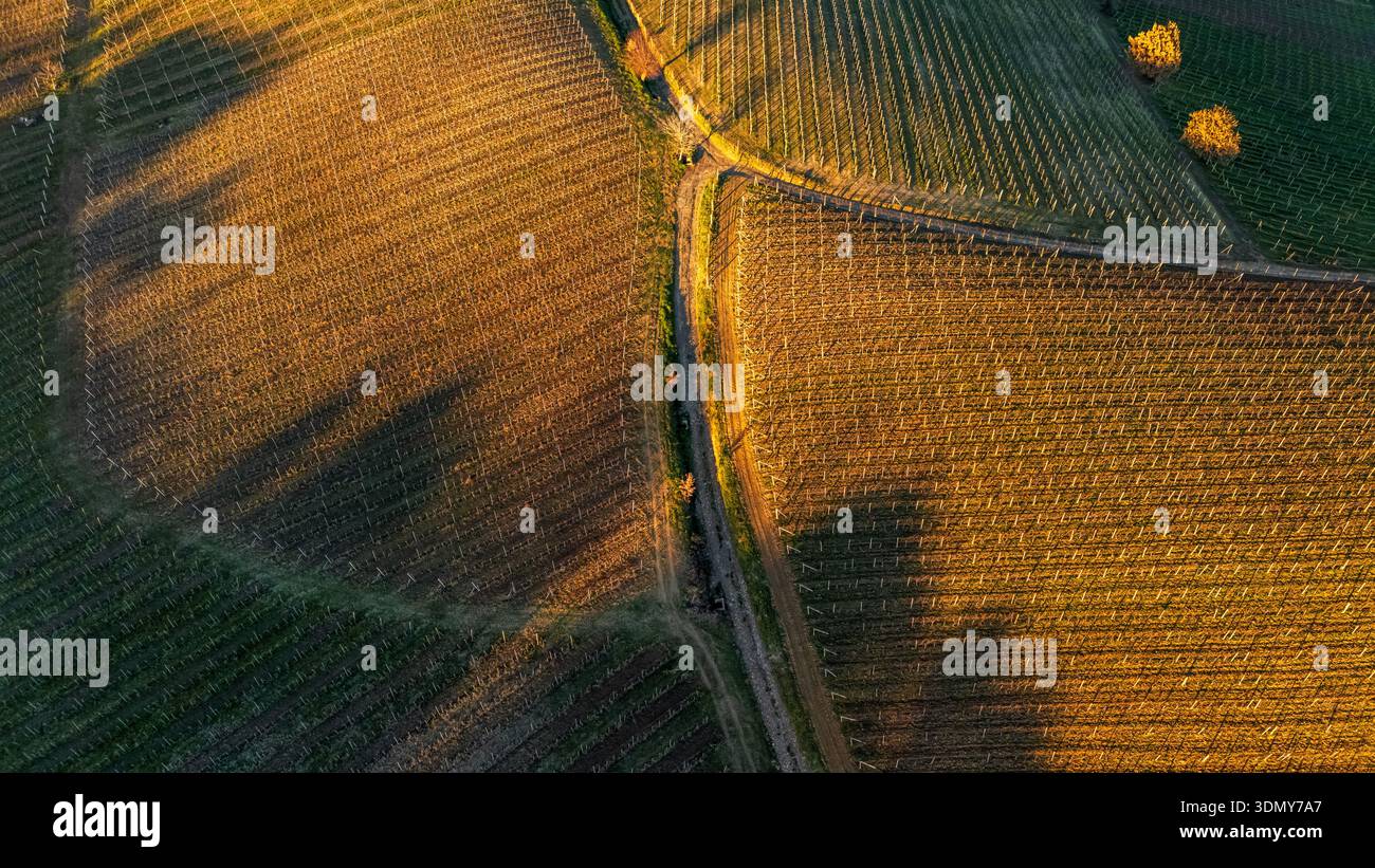 Une vue aérienne époustouflante capture le lever de soleil doré sur les vignobles d'Alice Bel colle, Piémont. Des rangées de vignes s'étendent à travers des collines vallonnées dans cette photo Banque D'Images