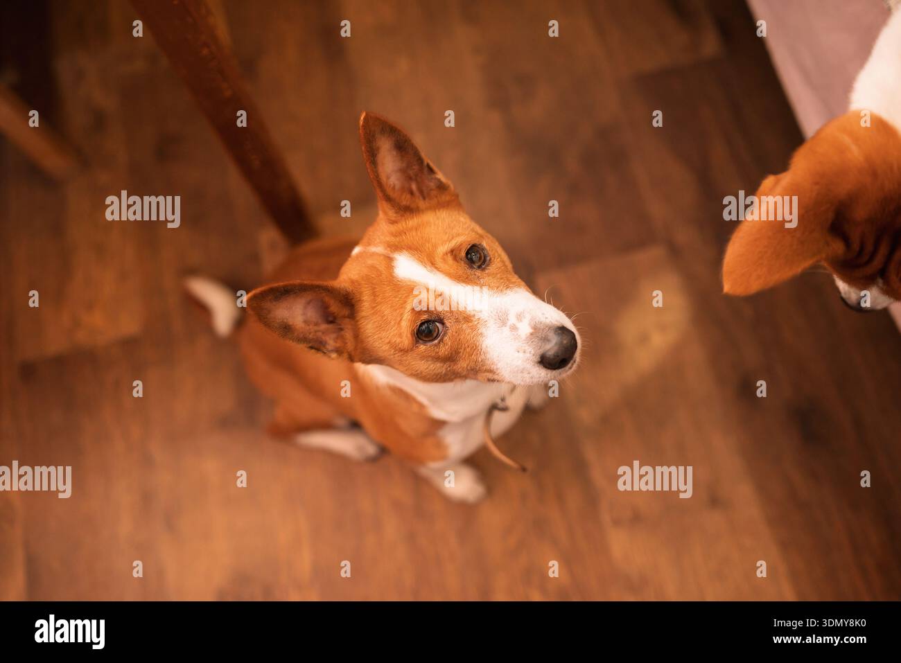 Une vue de haut en bas d'un chien Basenji assis attentivement sur un parquet aux tons chauds. Les yeux expressifs et les oreilles piquées du chien soulignent son alerte et Banque D'Images