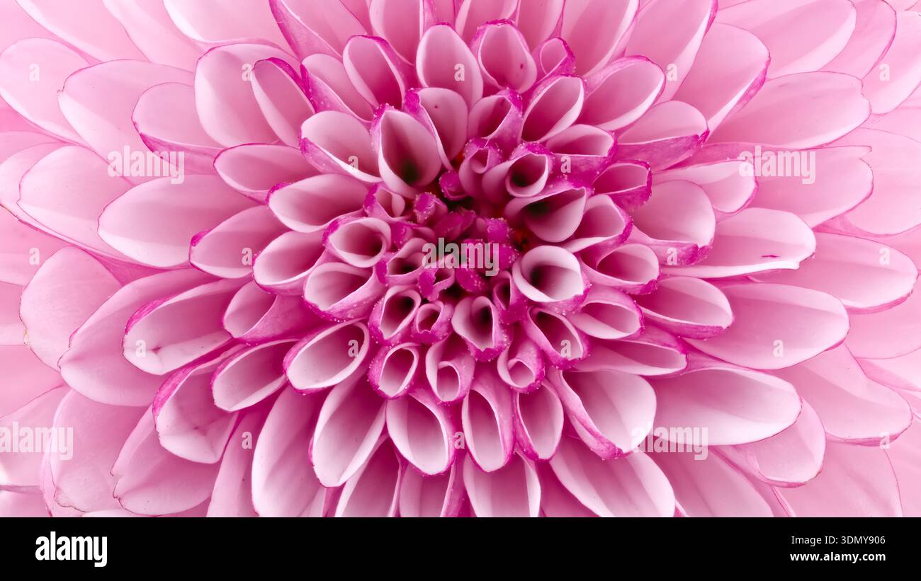 Gros plan d'une fleur de Chrysanthemum Morifolium présentant les pétales roses vibrants dans des détails complexes. Connu commercialement sous le nom de Florist's Daisy, ce macr Banque D'Images