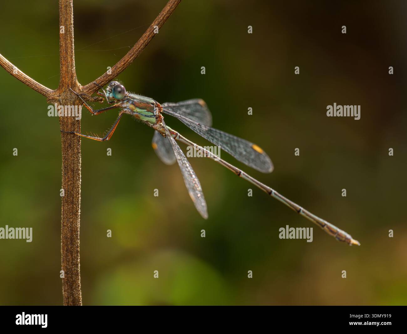 Gros plan d'un Chalcolestes viridis, également connu sous le nom de damoiselle émeraude, reposant sur une branche avec un fond naturel flou, mettant en valeur wi complexe Banque D'Images