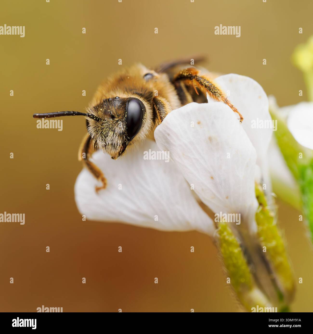 Image détaillée d'une abeille Andrena, également connue sous le nom d'abeille minière, perchée sur un pétale de fleur blanche, mettant en valeur ses caractéristiques complexes et son habitat naturel Banque D'Images