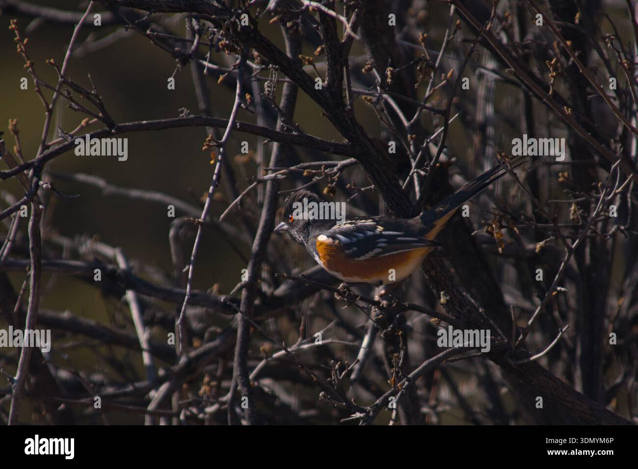 Towhee tachetée mâle perchée dans un buisson en hiver Banque D'Images