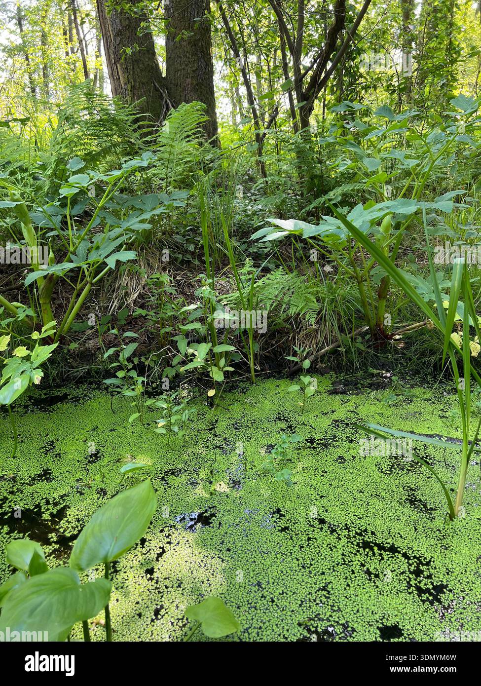 Écosystème forestier de zones humides avec végétation luxuriante dans le parc national de Curonian Spit, Lituanie . Écosystème de zones humides naturelles avec une végétation verte dense Banque D'Images