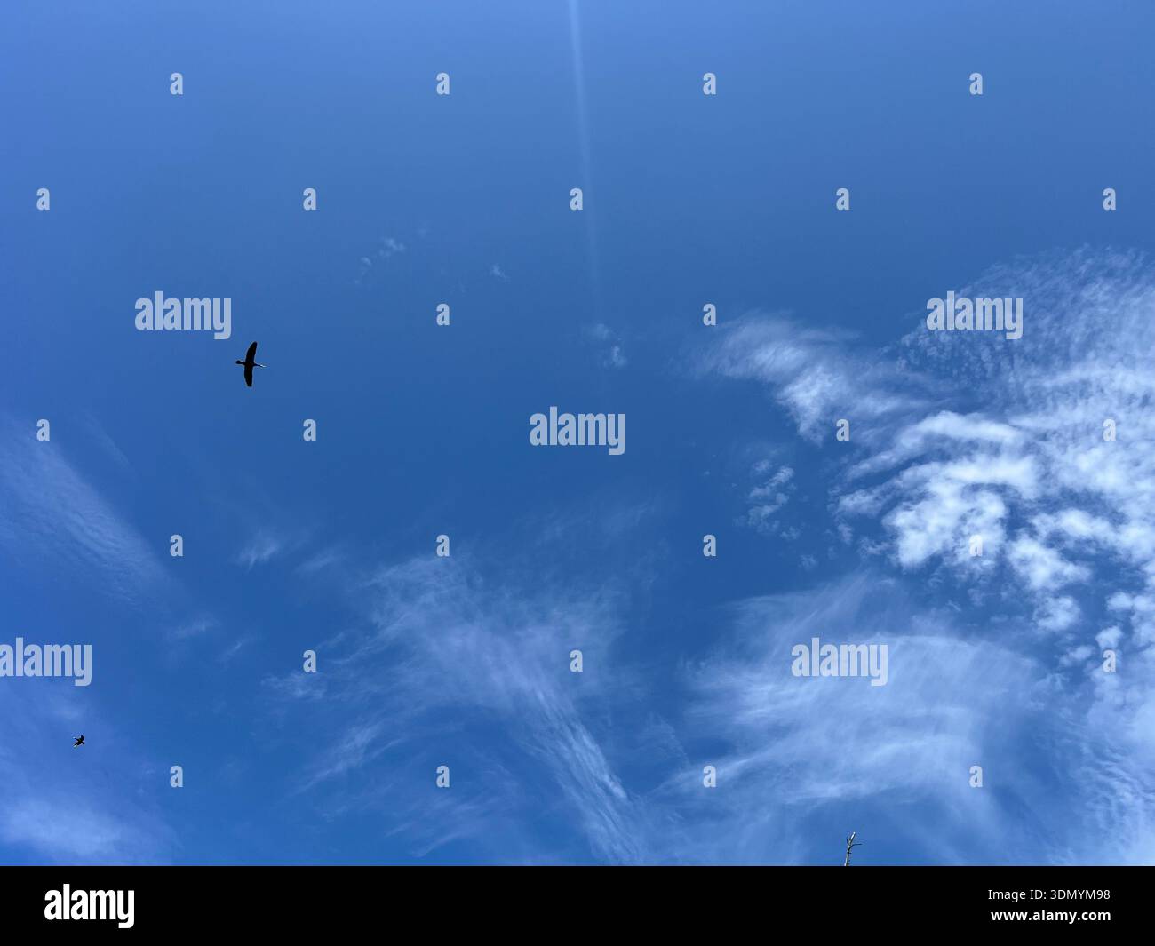 Cormoran volant dans le ciel bleu au-dessus du parc national de Curonian Spit, Lituanie oiseau sauvage volant contre le ciel bleu et les nuages dans le parc national de Curonian Spit, Banque D'Images