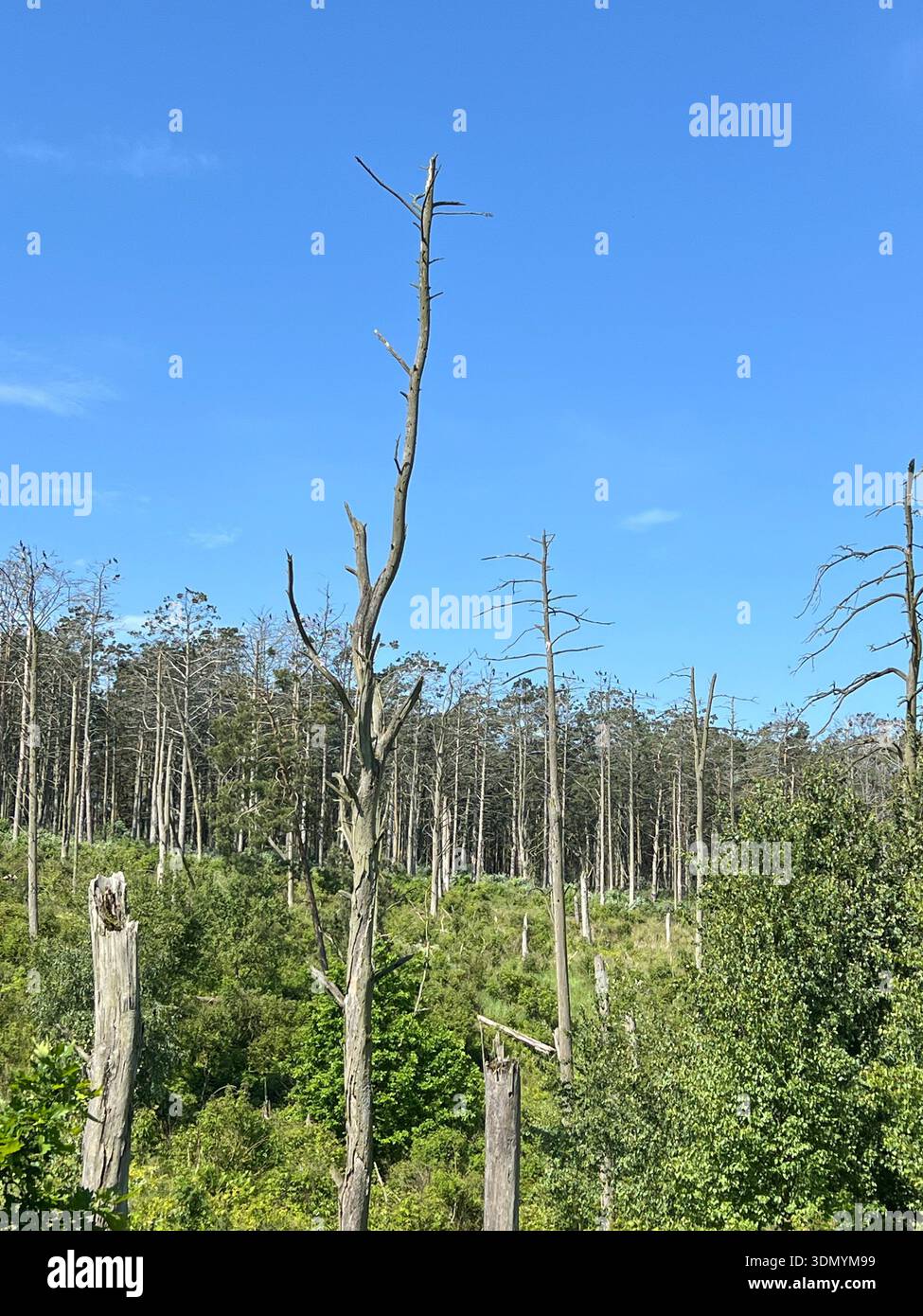Arbres morts dans l'habitat de colonies de cormorans et de hérons gris, parc national de Curonian Spit, Lituanie. Habitat forestier avec des arbres morts causés par le cormoran et Banque D'Images