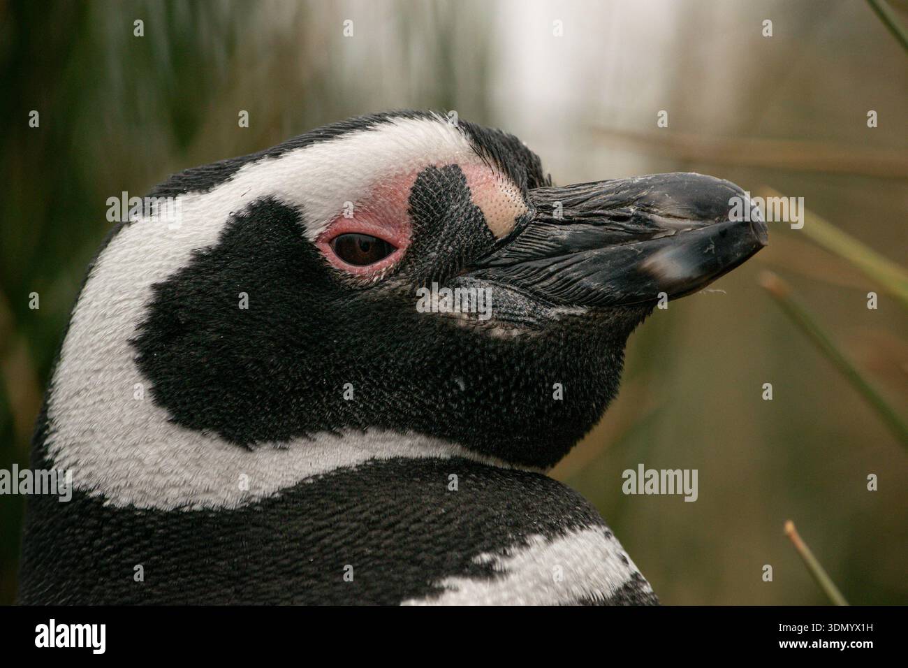 Portrait d'un manchot magellanique adulte (Spheniscus magellanicus) à Staten Island, Terre de feu, Patagonie Banque D'Images